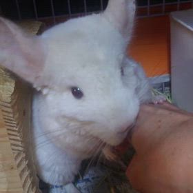 ご家族様募集中のピンクホワイト♂くんの画像