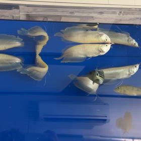 アルビノシルバーウルトラショート販売個体！の画像