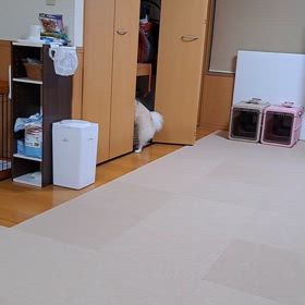 ゴソゴソと(  ´∀｀)の画像