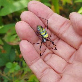 「蜘蛛は◯さないと巣が増えるよ」と言われたの画像