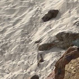 忙しそうに穴を掘る砂遊びをしている可愛いリスの画像