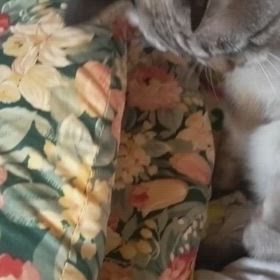 お試し配信の画像