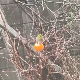 メジロがみかんを食べにきますの画像