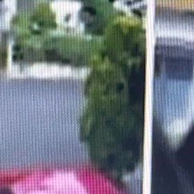 車の音に反応。カーテンに隠れて観察！プロ級の画像