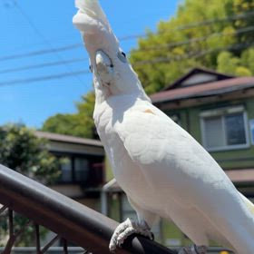 ソロモンオウムの画像