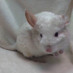 ご家族様募集中のチンチラくんの画像