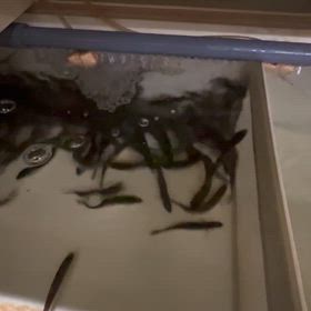 ウグイ(ギンペイ) 入荷しました！ 青物＆ヒラメの最強エサ！の画像