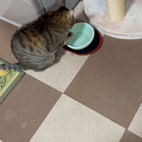 2024/03/22           ちび猫ちゃい❤️の画像