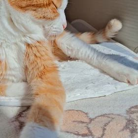 尻尾フリフリの画像