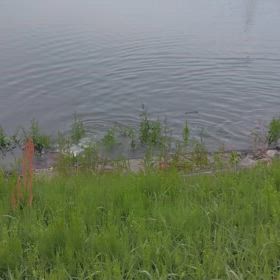 鯉繁殖期パシャパシヤ！波打つ様子の画像