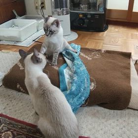 子猫を拾う 約３か月後 ぴんこま その６の画像