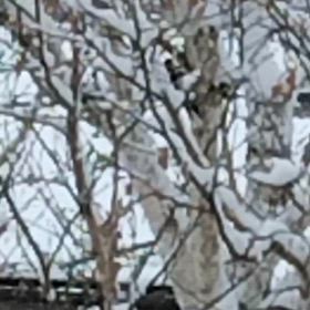 Instagramから啄木鳥さんの画像