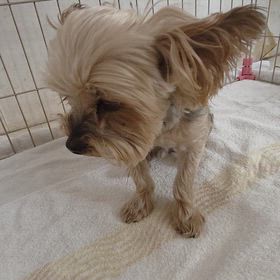 わんちゃんは、良い子にしよう(*´∇｀)の画像