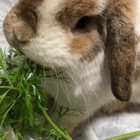 まりんとにんじんの葉っぱの画像