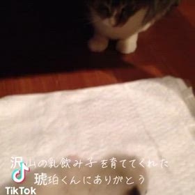 琥珀にありがとうの画像