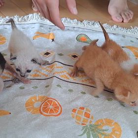 よちよち歩く　2024/09/15の画像