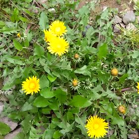 桜遠からじ。の画像