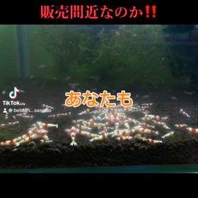 レッドビーシュリンプの画像