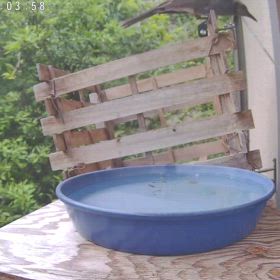 すぎぴたんの事件簿シーズン3　501話（侵入未遂と汚し現行犯　ヒヨドリ）の画像