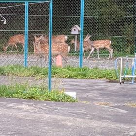 外にエゾ鹿さん達が居た!の画像