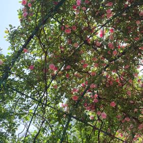 2025/05/01　京成バラ園開花状況速報（4月30日版）の画像