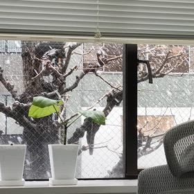 2025/03/19東京の雪の画像