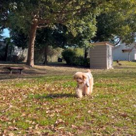 合理的な買い物の画像