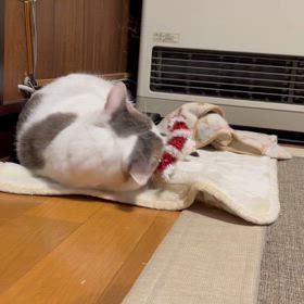 至福の時間だにゃ～♪の画像