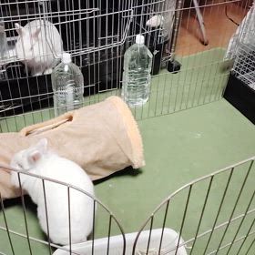 今日のにしろ君の画像