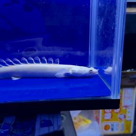 愛知県のお客様に2匹目の蜃気楼ご成約頂きました！！の画像