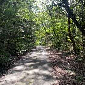 ヒグラシの声に誘われての画像