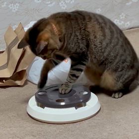 ちび猫ちゃいたんのイライラの画像