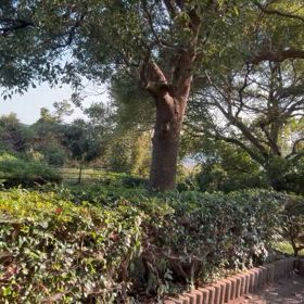 ごごりんの画像