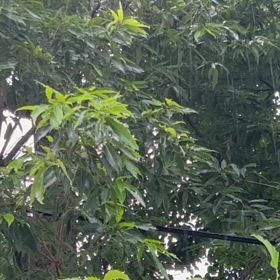 〜梅雨〜　そして、雨が降るの画像