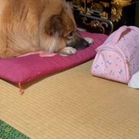 木っ端微塵の画像