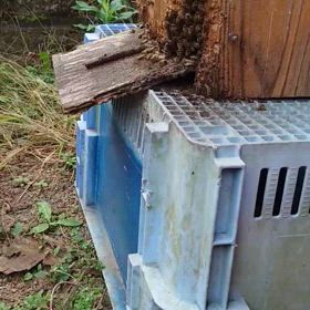 ニホンミツバチをもらう②　2024.10.17　朝の画像