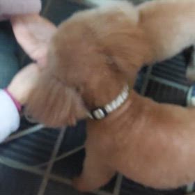 鼻づまりなオバチャンはの画像