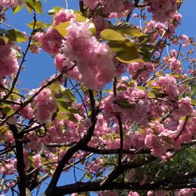 4/16.2025今年の八重桜の画像