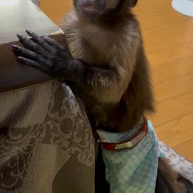 ジャパンレプタイルズショーの画像