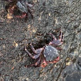 もう必死よねの画像