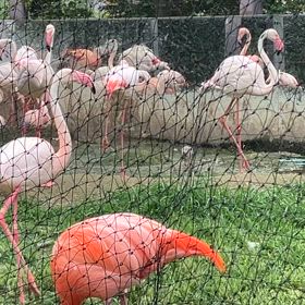 フラミンゴの画像