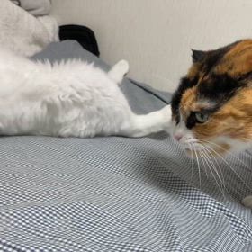 枕はいずこ？　　　底意地が悪いを学ぶの画像