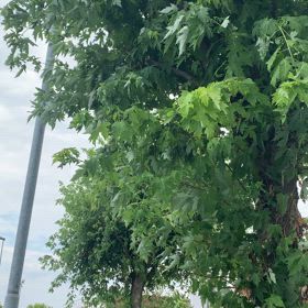 イタリアのパドバでも蝉が鳴いています。夏の風景。の画像