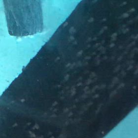 エンゼル  産卵  10日目の画像