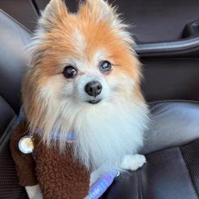 ドックカフェの画像