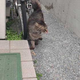 ゴロウくんのご挨拶(=^・^=)の画像