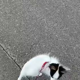 ジュリナちゃんからのお便りですの画像