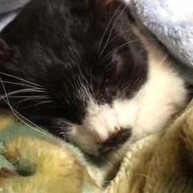 チュラ強いの画像