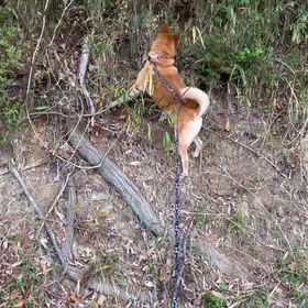 石岡八郷ベースの画像
