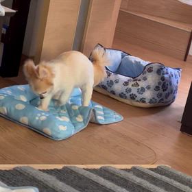 さあ、無呼吸症候群の検査結果で、なんて言われるのか？の画像